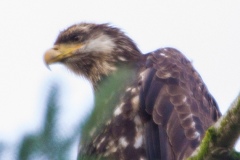 MG_0731-American-Bald-Eagle-juvenile