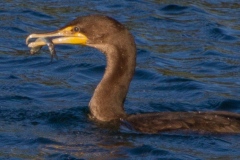 MG_1386-Double-Crested-Cormorant-juvenile