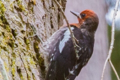 MG_2161-Red-Breasted-Sapsucker