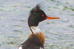 MG_3380-Red-Breasted-Merganser-male