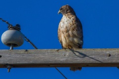 MG_6912-as-Smart-Object-1-Red-Tailed-Hawk