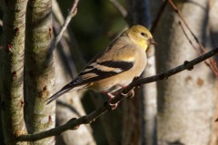 MG_8967-Goldfinch-male-winter-plumage