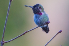 MG_8982-Annas-Hummingbird