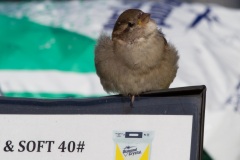 MG_9164-juvenile-house-sparrow-molting