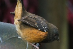 MG_9482-as-Smart-Object-1-Spotted-Towee