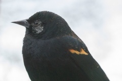 MG_0056-Redwing-Blackbird-male-with-white-eye-patch