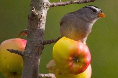 MG_0193-White-Crowned-Sparrow