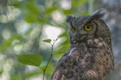 MG_0804-Great-Horned-Owl