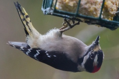 MG_0892-Downy-Woodpecker-male