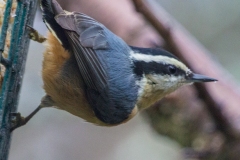 MG_0999-Red-Breasted-Nuthatch-Copy