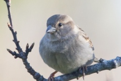 MG_1206-House-Sparrow-female