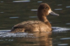 MG_1241-Greater-Scaup-juvenile