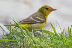 MG_1282-Western-Tanager