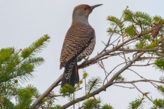 MG_2050-Red-Shafted-Northern-Flicker-female