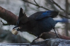 MG_2328-Pacific-Stellers-Jay