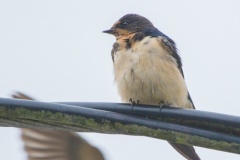 MG_2448-Barn-Swallows