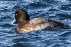 MG_2494-Greater-Scaup-young-male