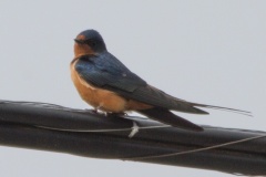 MG_4089-Barn-Swallow