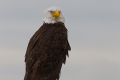 MG_4722-Bald-Eagle