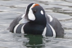 MG_5471-2-Harlequin-Duck-male