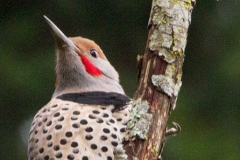 MG_6240-Red-Shafted-Northern-Flicker