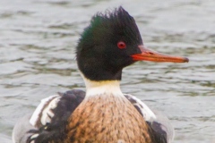 MG_6811-Red-Breasted-Merganser-male