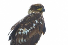 MG_6921-Bald-Eagle-Juvenile