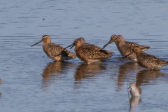 MG_7137-Long-Billed-Dowitchers