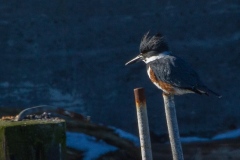 MG_7682-Belted-Kingfisher-female