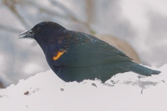 MG_8178-Redwinged-Blackbird-male