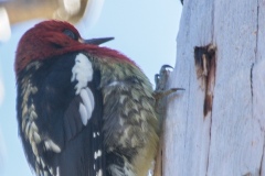MG_8576-Red-Bellied-Sapsucker