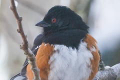 MG_8748-Spotted-Towhee