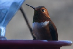 MG_9058-Rufous-Hummingbird-male