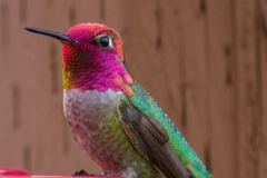 MG_9614-Annas-Hummingbird