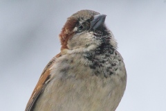MG_9720-House-Sparrow-male