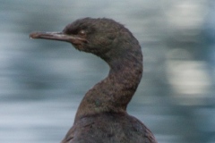 Pelagic-Cormorant