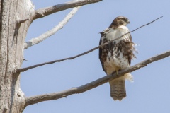MG_0821.-juvenile-red-tailed-hawk
