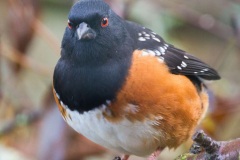 MG_2443-2-Spotted-Towhee