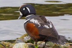 MG_2566-Harlequin-Duck-male