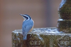 MG_2642-Red-Breasted-Nuthatch