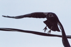 MG_2875-American-Crow