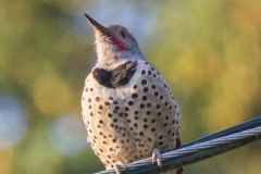 MG_3090-male-Northern-Red-Shafted-Flicker