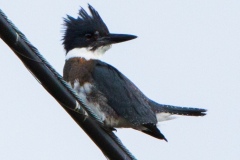 MG_3286-Belted-Kingfisher-female