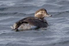 MG_3302-Long-Tailed-Duck-juvenile