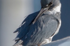 MG_4146-Belted-Kingfisher-male