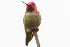 MG_4507-Annas-Humingbird-red