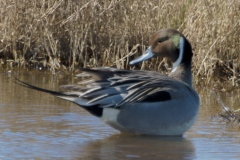 MG_4924-Northern-Pintail-male