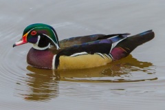 MG_4985-Wood-Duck-male