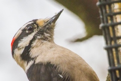 MG_5549-Downy-Woodpecker-male