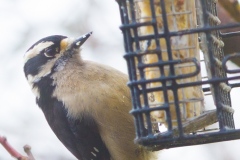 MG_5570-Downy-Woodpecker-female